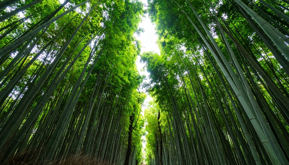 The ***environment***